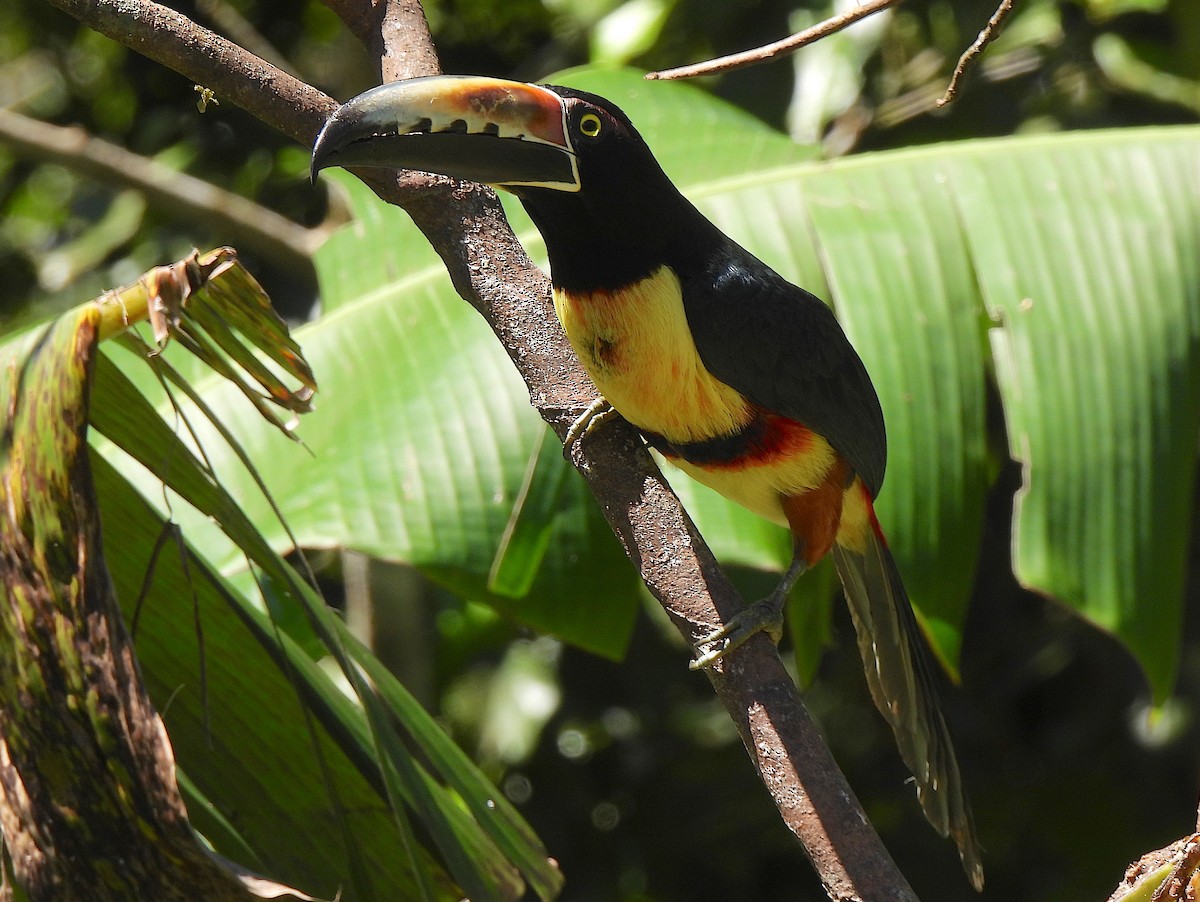 Collared Aracari - ML615148223