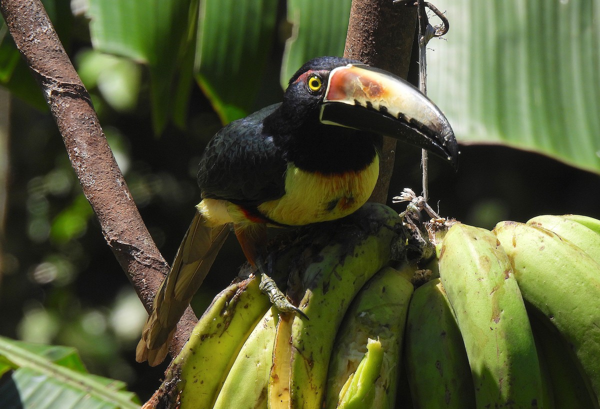 Collared Aracari - ML615148224