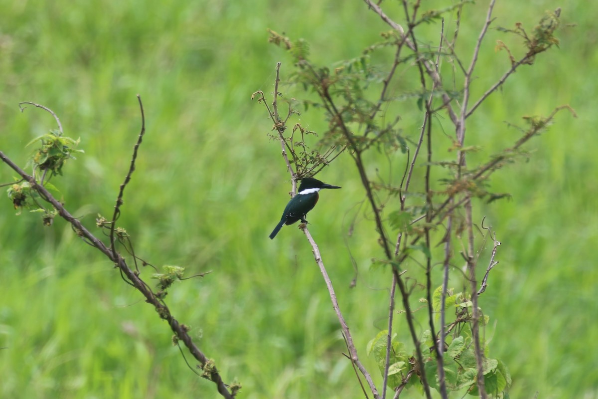 Green Kingfisher - Jildert Hijlkema