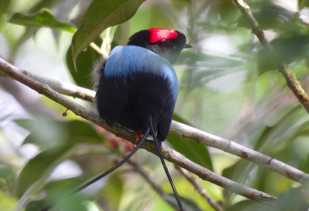 Long-tailed Manakin - ML615148240