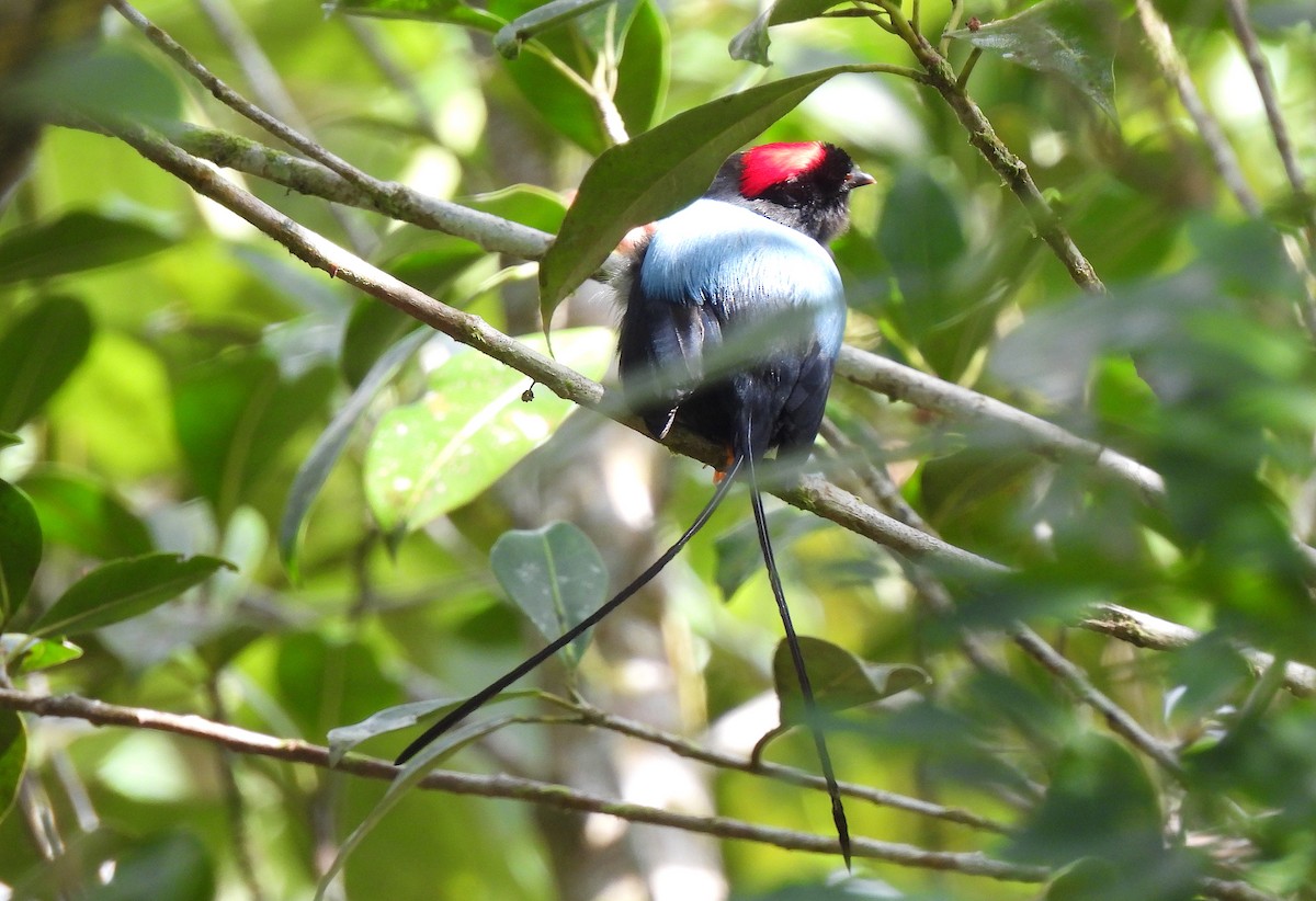 Long-tailed Manakin - ML615148242