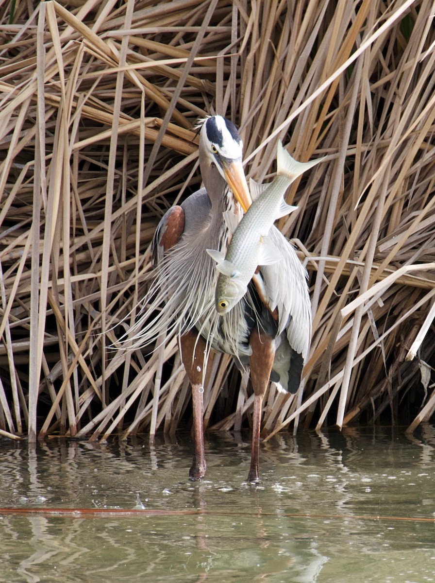 Great Blue Heron - ML615148292