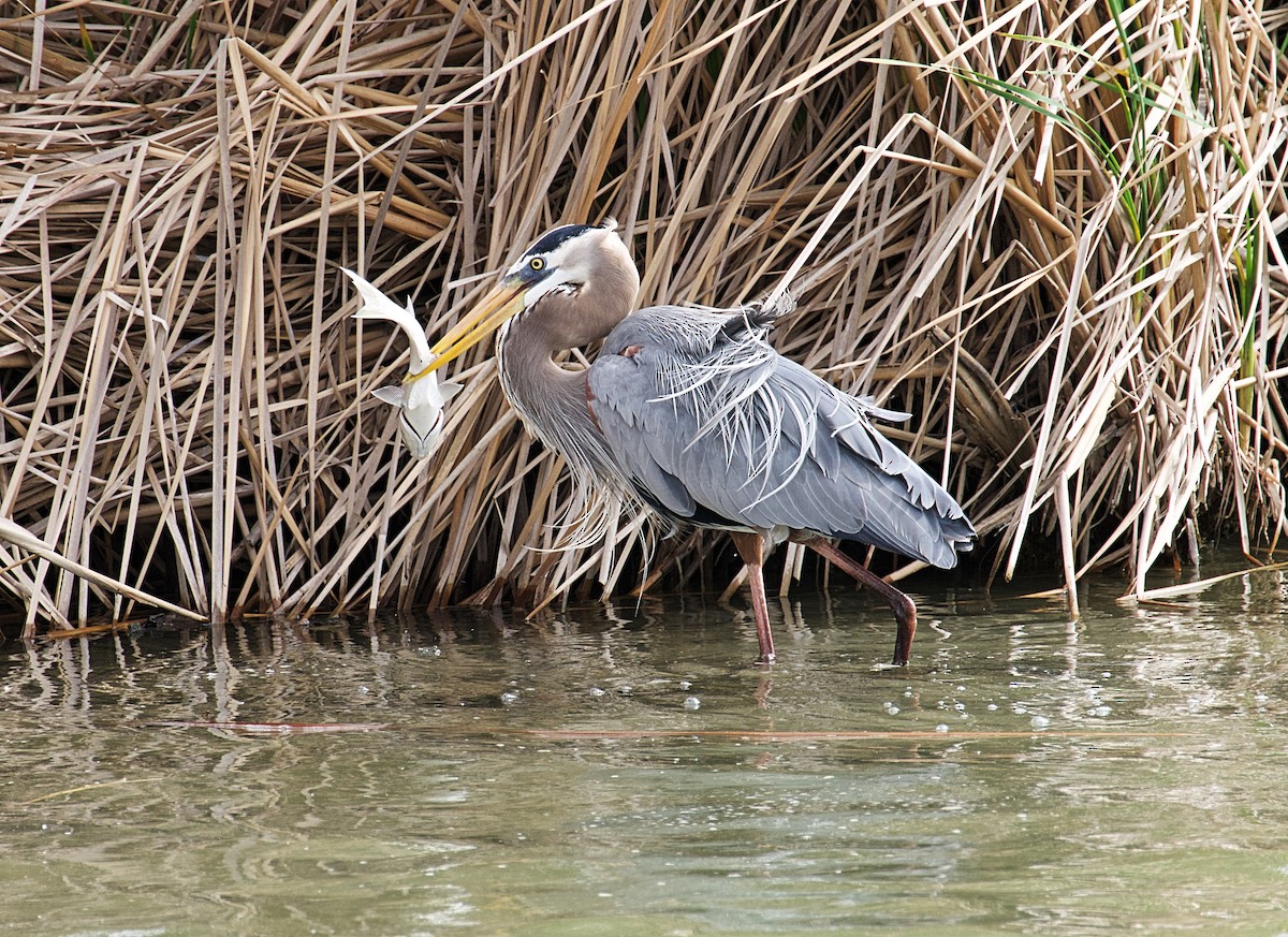 Great Blue Heron - ML615148293