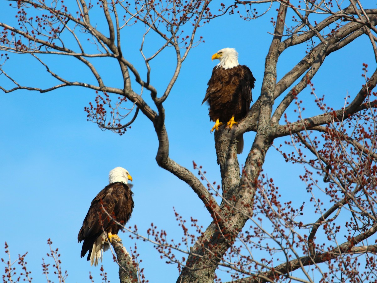 Bald Eagle - ML615148298