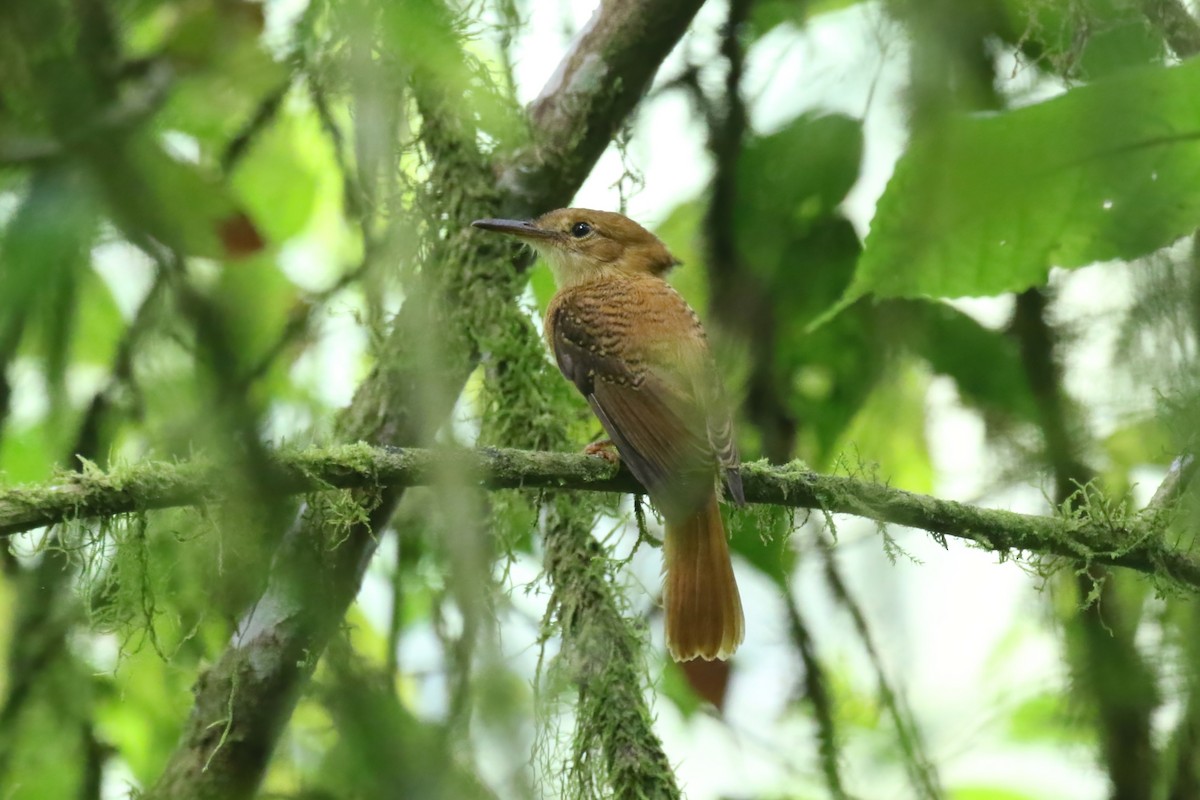 Tropical Royal Flycatcher (Pacific) - ML615148307