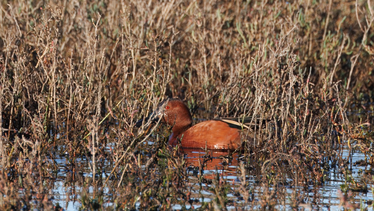 Cinnamon Teal - ML615148317