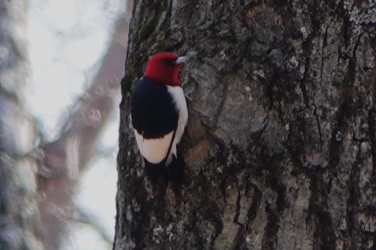 Red-headed Woodpecker - Dave Cieslak