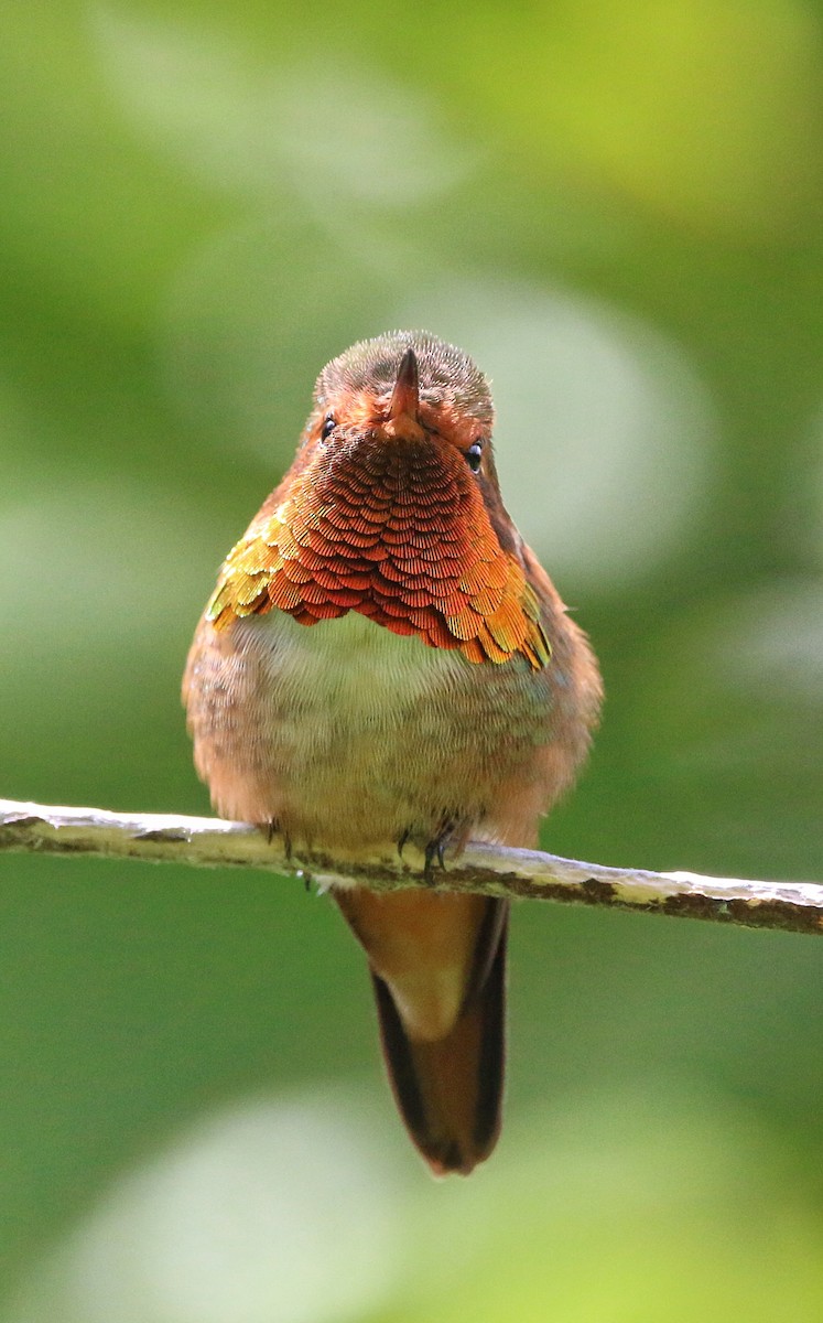 Scintillant Hummingbird - Octavio Castillo