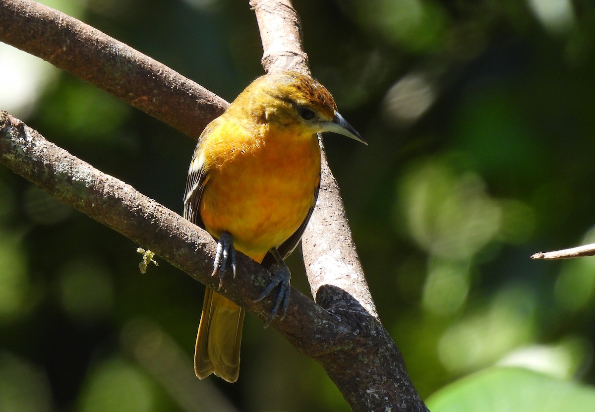 Baltimore Oriole - ML615148401