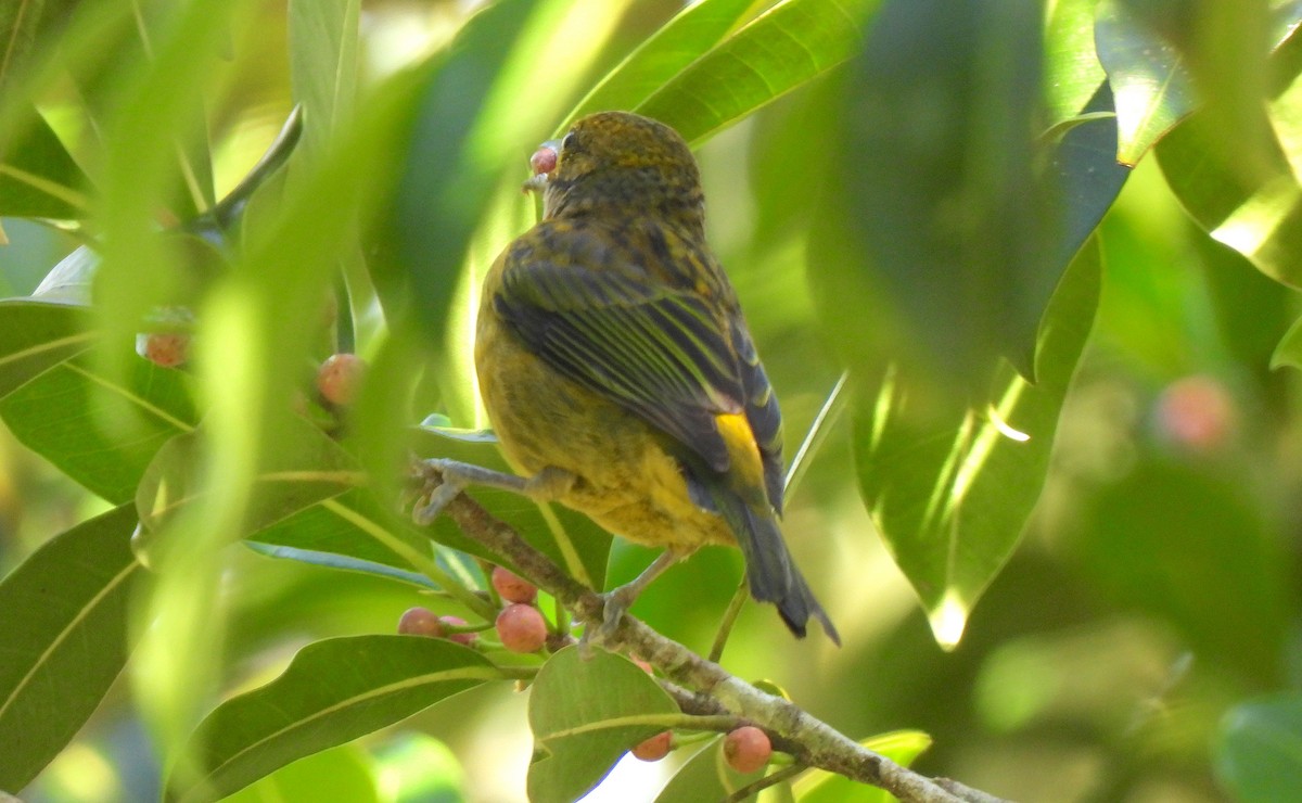 Silver-throated Tanager - ML615148426