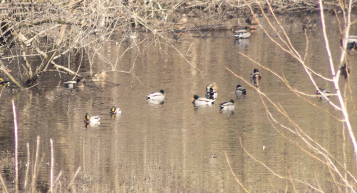 Mallard - ML615148499