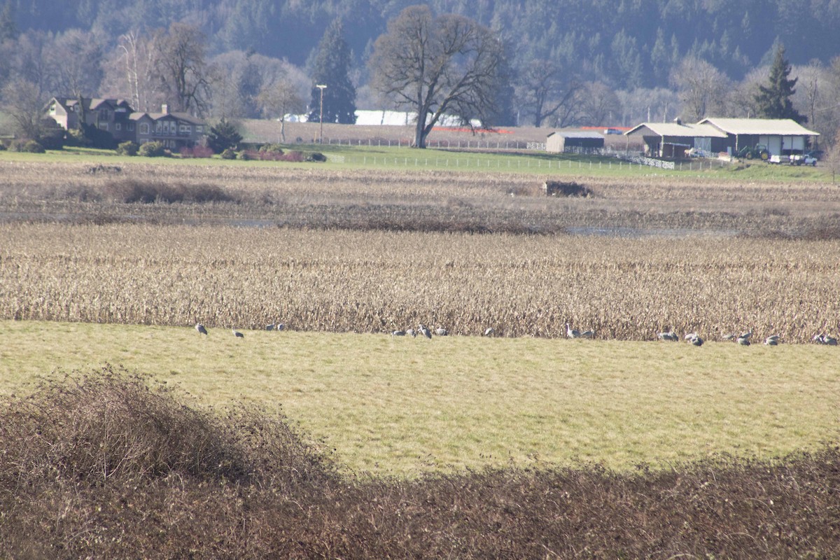 Sandhill Crane - ML615148508