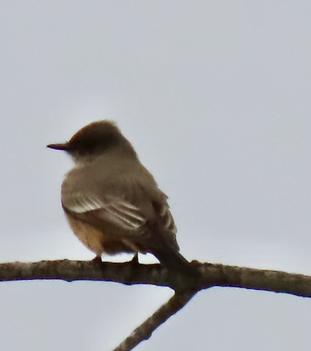 Say's Phoebe - ML615148591