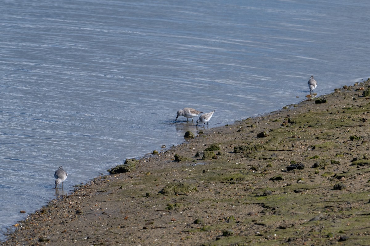 Bécasseau sanderling - ML615148602