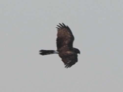 Northern Harrier - Milton Paul