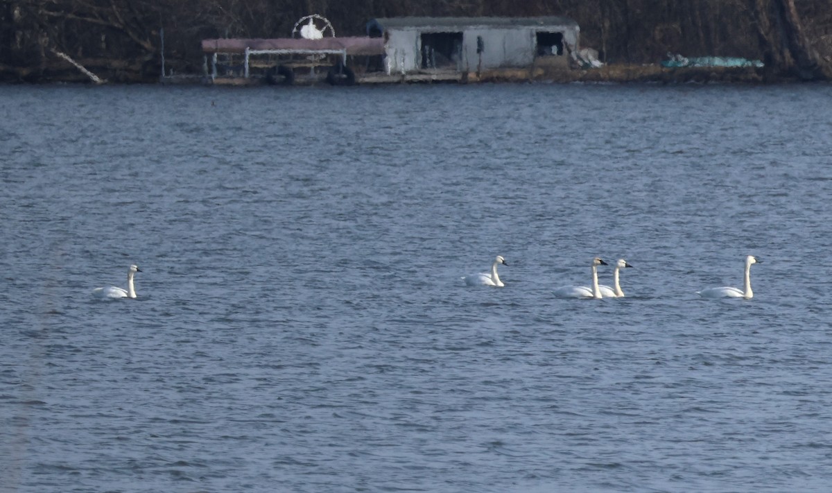 Beltxarga txistularia - ML615148689