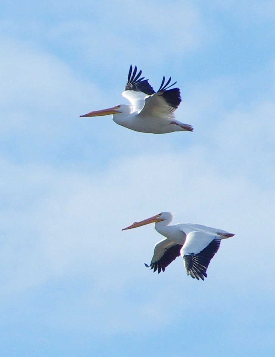 pelikán severoamerický - ML615148698