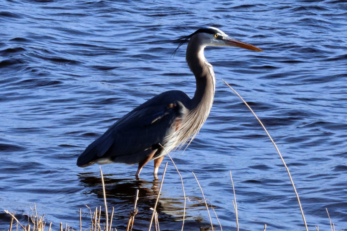 Great Blue Heron - ML615148731