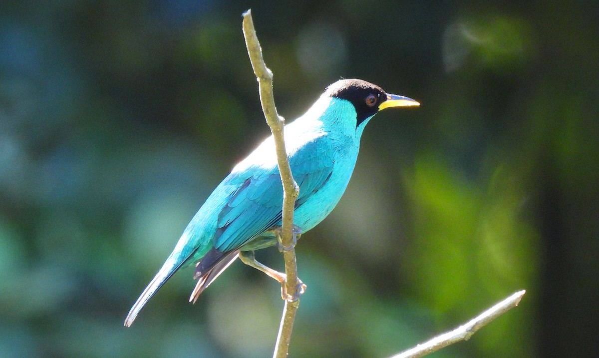 Green Honeycreeper - ML615148751