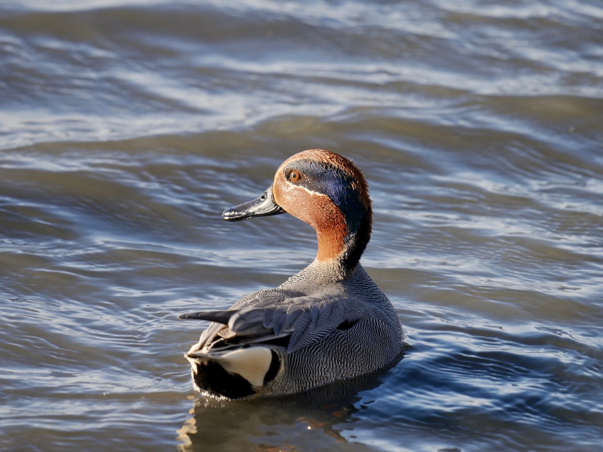 Green-winged Teal - Vincent France-Lanord