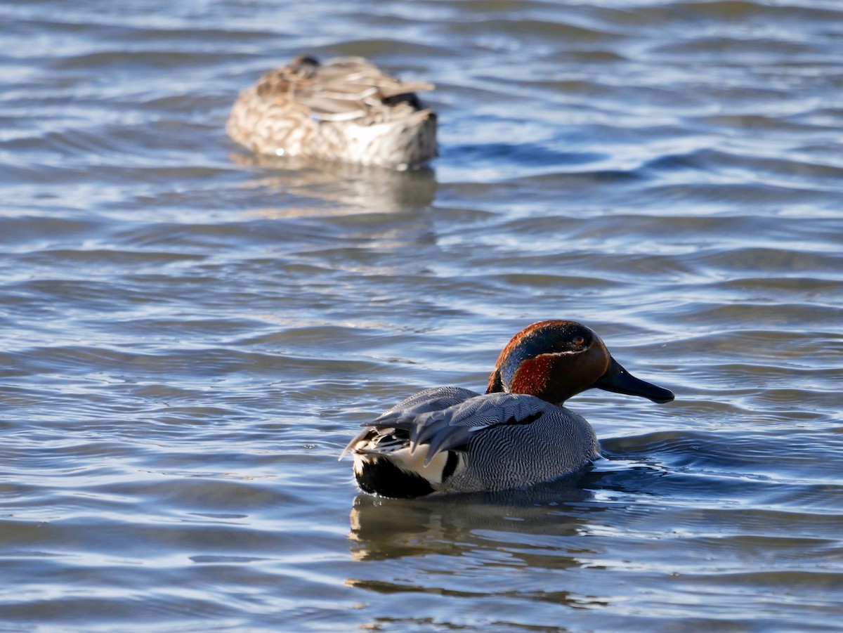 Green-winged Teal - Vincent France-Lanord