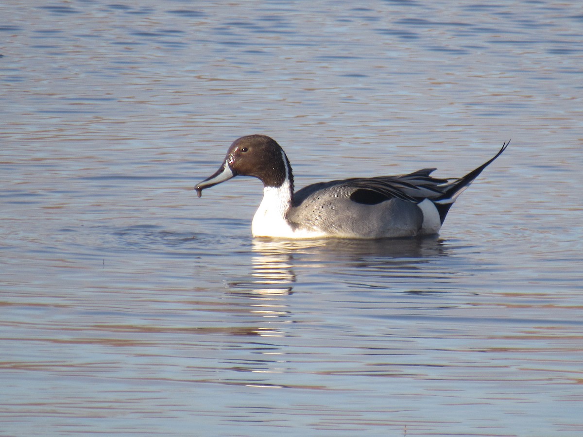 Northern Pintail - ML615148820