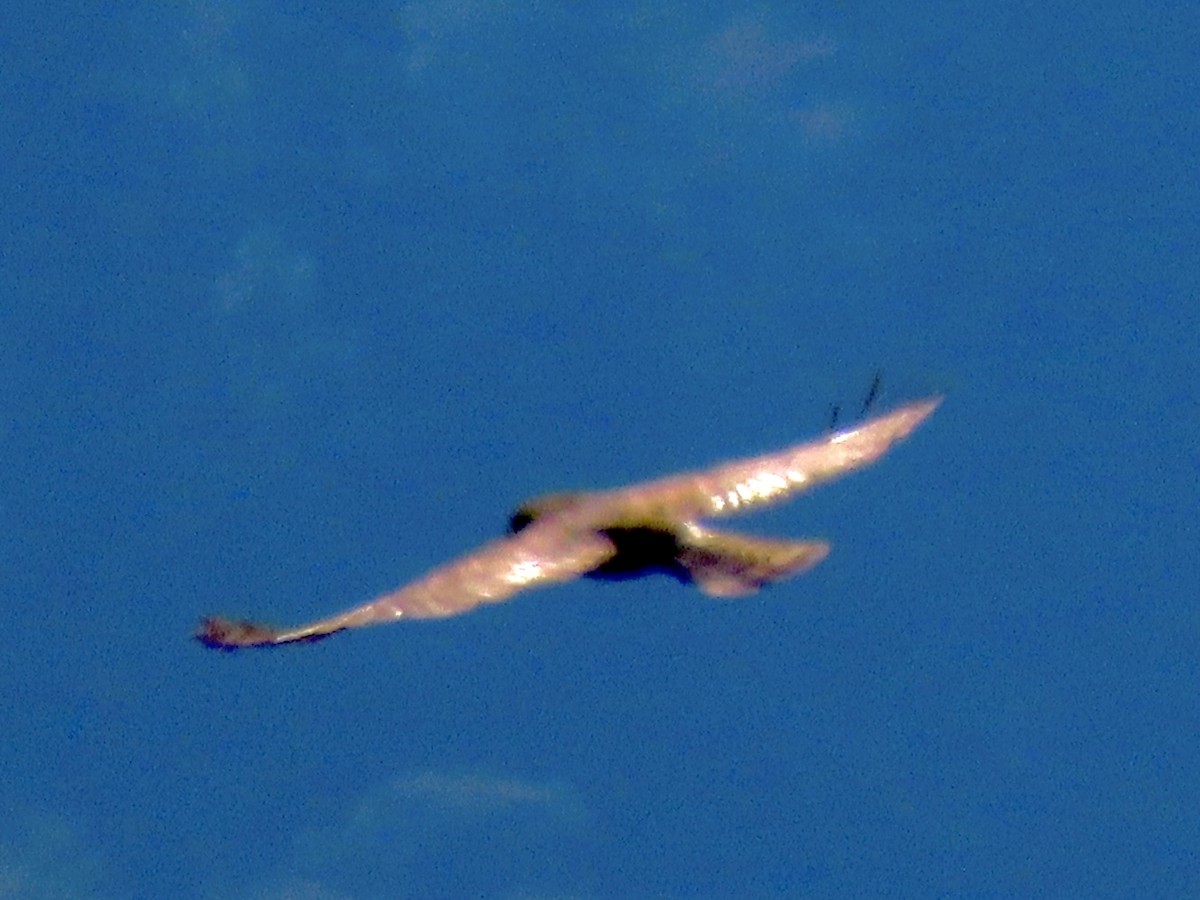 Short-tailed Hawk - ML615148830
