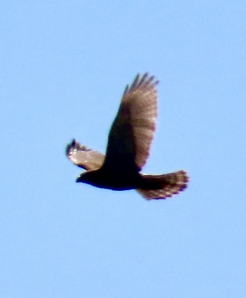 Short-tailed Hawk - ML615148831
