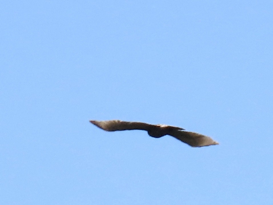 Short-tailed Hawk - ML615148832