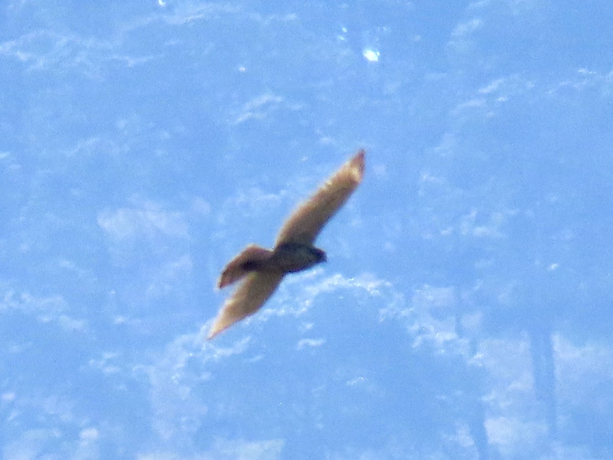 Short-tailed Hawk - Marc Lichtenberg