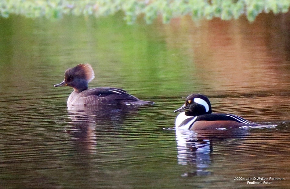 Hooded Merganser - ML615148836