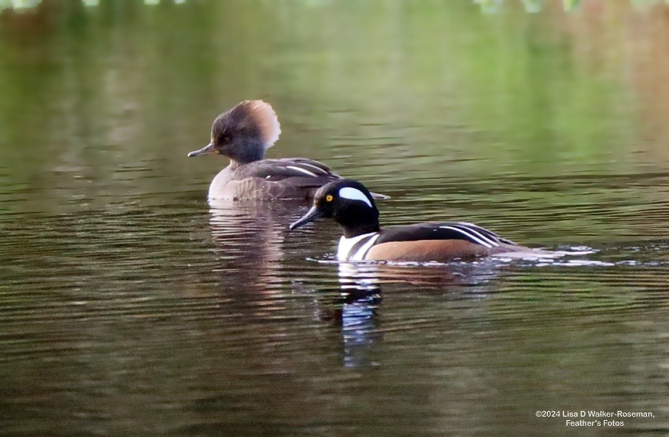 Hooded Merganser - ML615148837