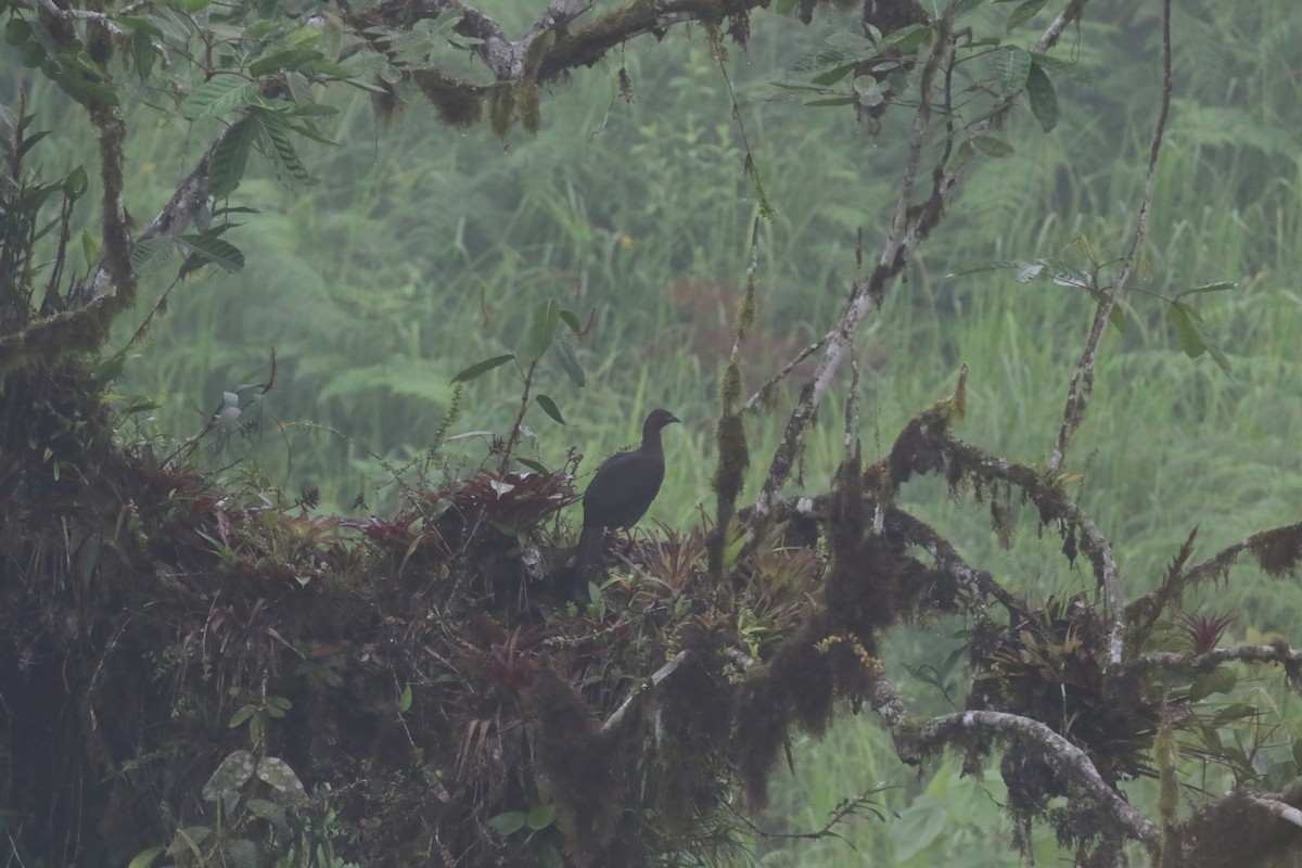 Sickle-winged Guan - ML615148841