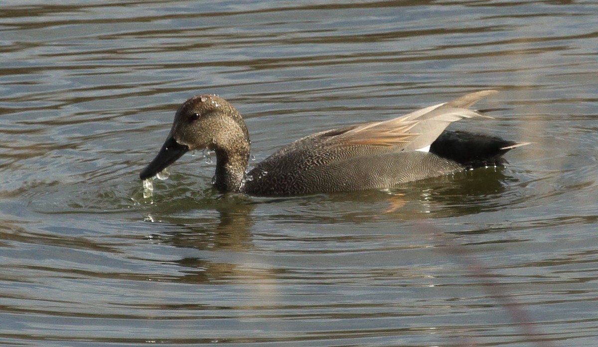 Canard chipeau - ML615148846