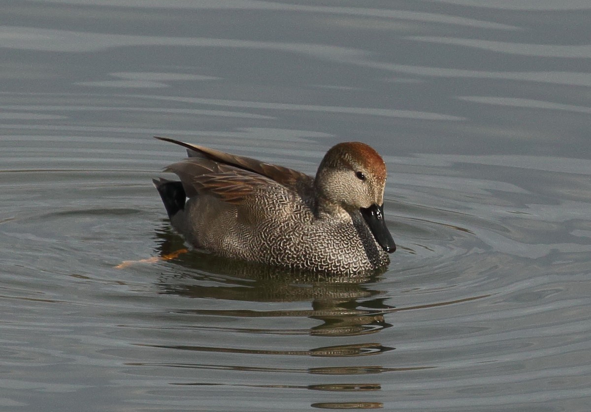 Canard chipeau - ML615148847