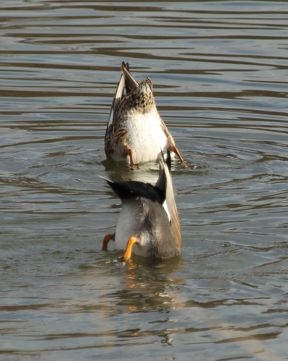 Gadwall - ML615148849