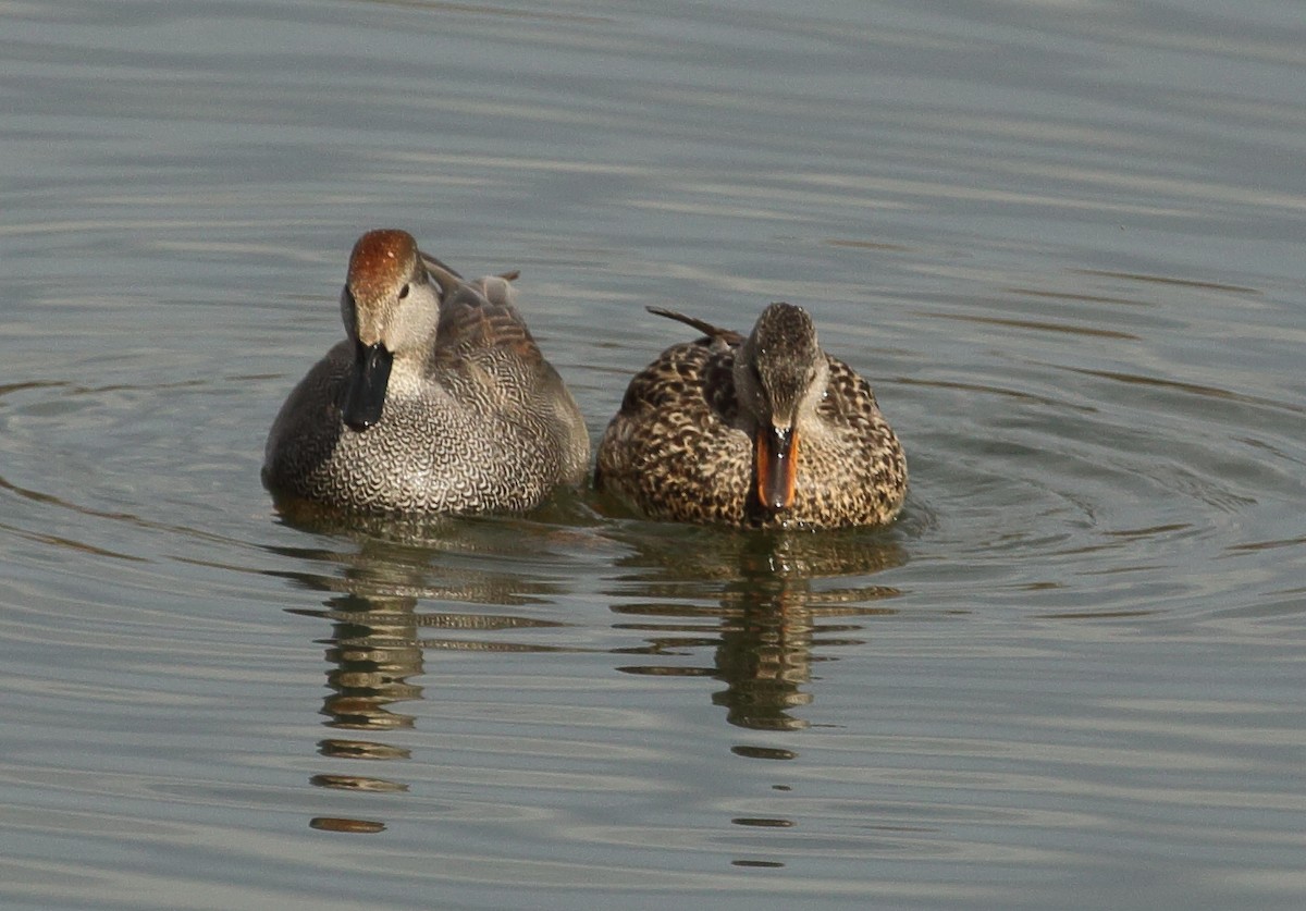 Gadwall - ML615148851