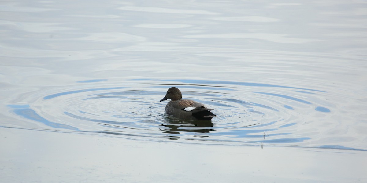 Gadwall - ML615148853