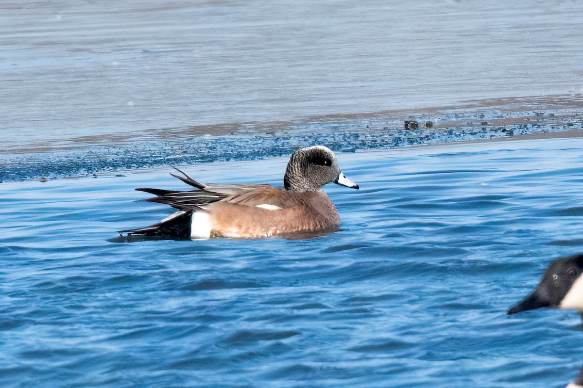 American Wigeon - ML615148857