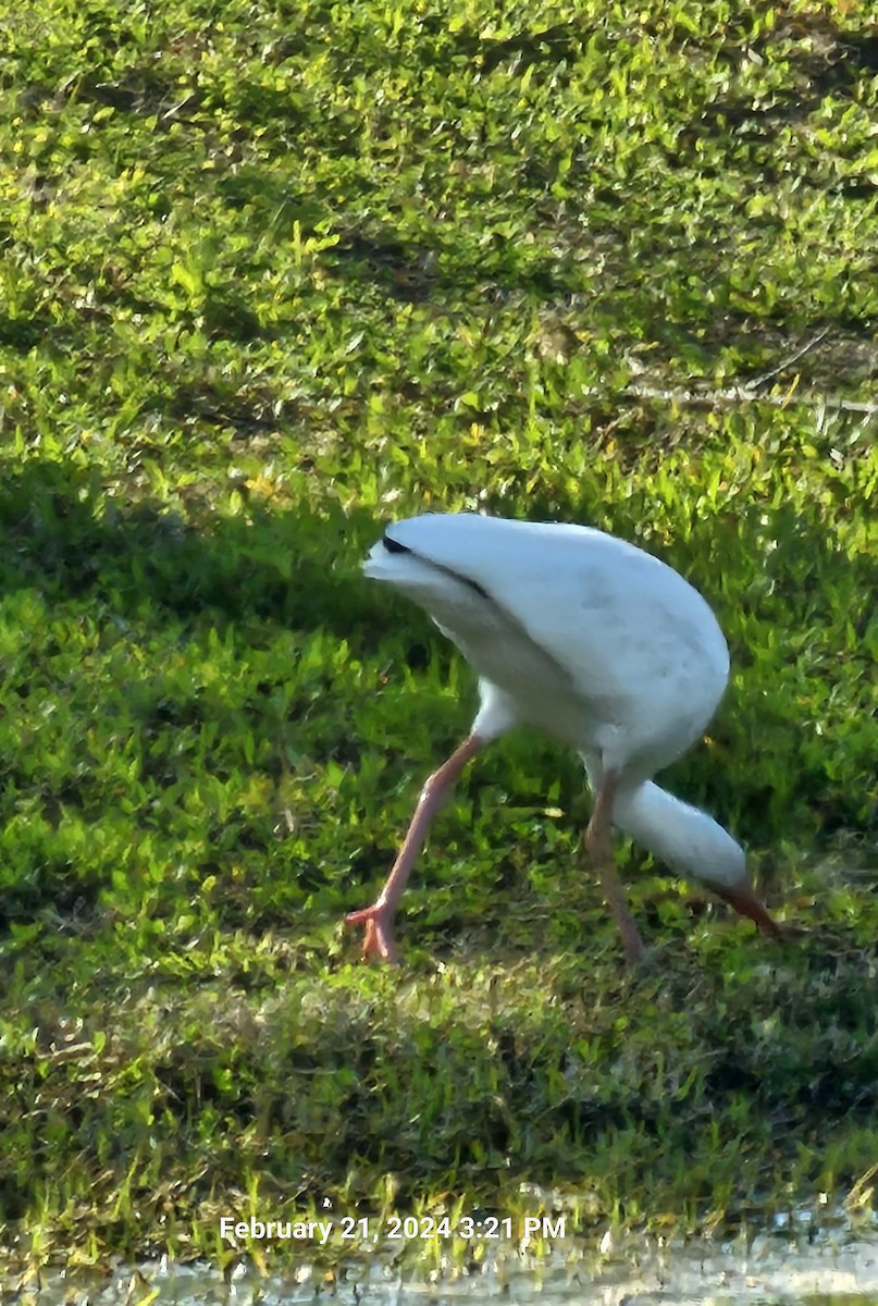 Ibis blanc - ML615148859