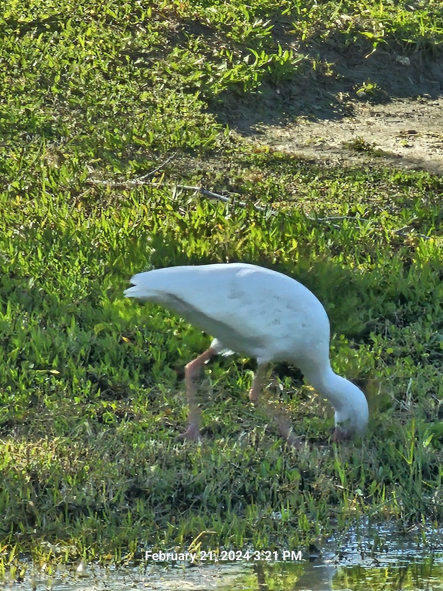 Ibis blanc - ML615148860
