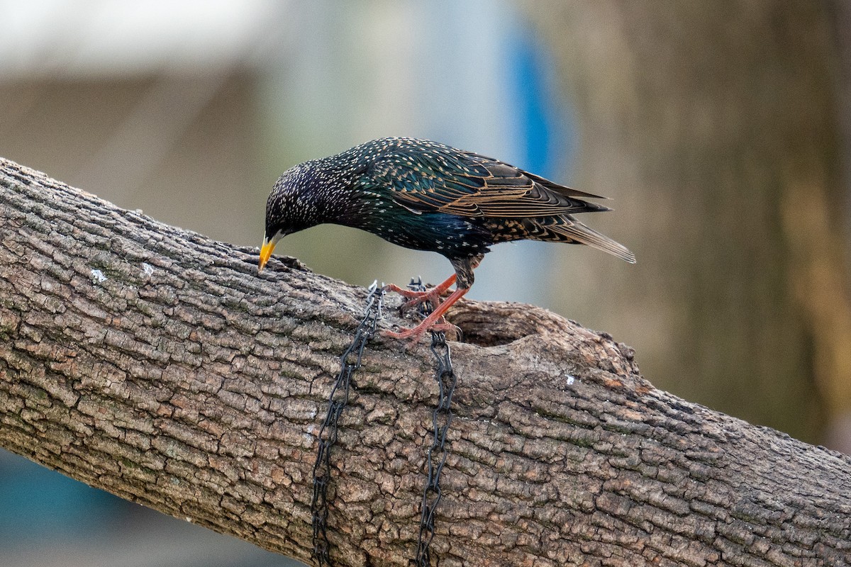 European Starling - ML615148863