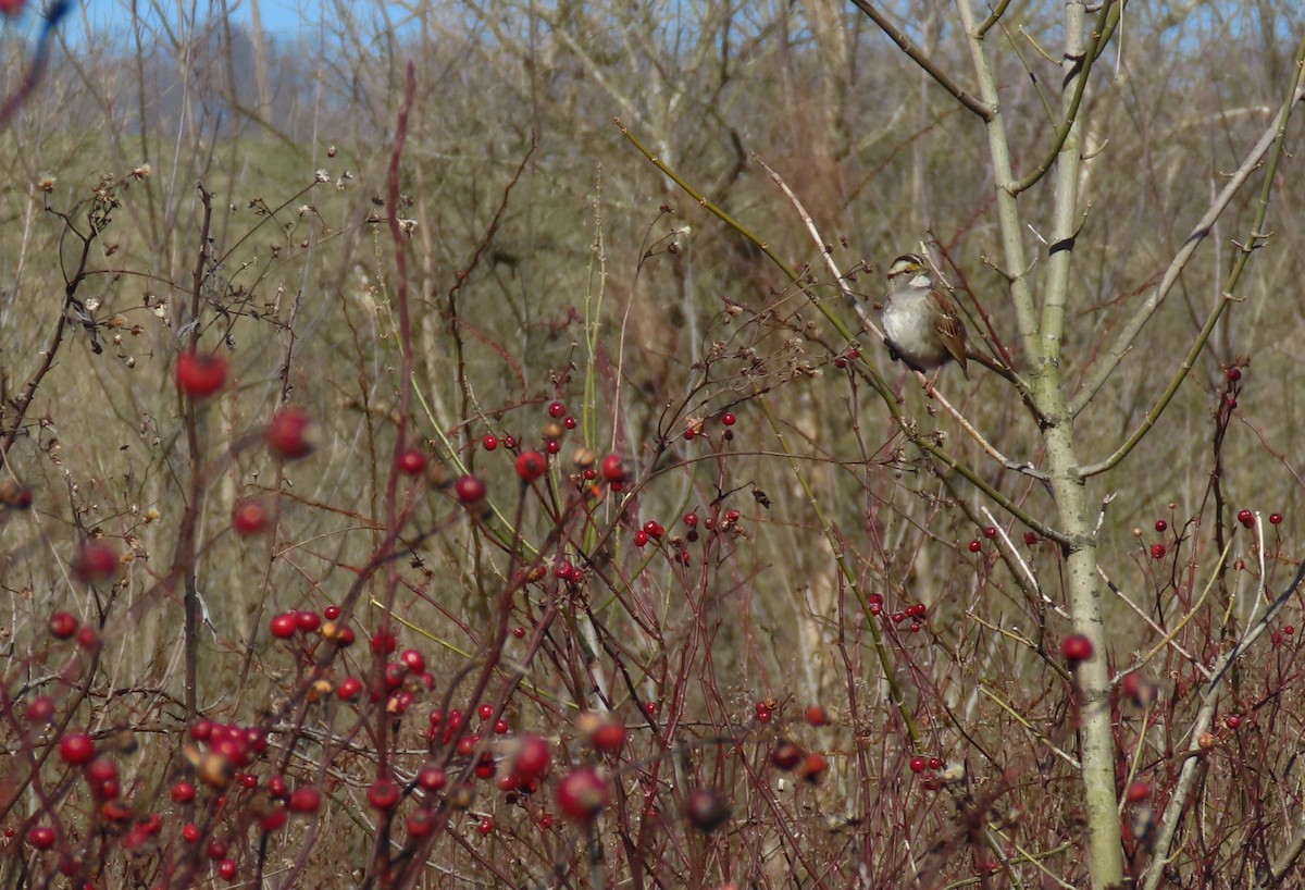 White-throated Sparrow - ML615148866