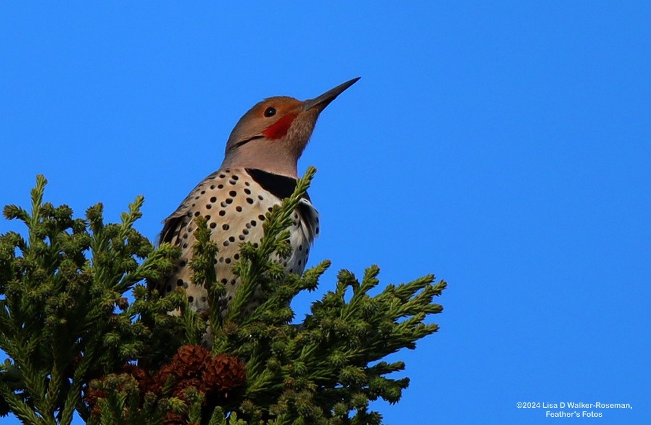 Northern Flicker (Yellow-shafted x Red-shafted) - ML615148873