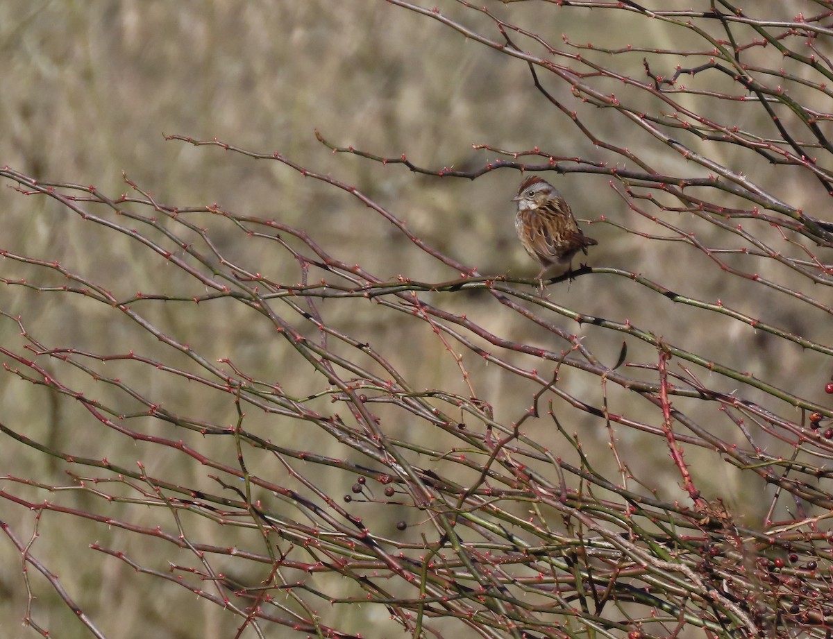 Swamp Sparrow - ML615148877