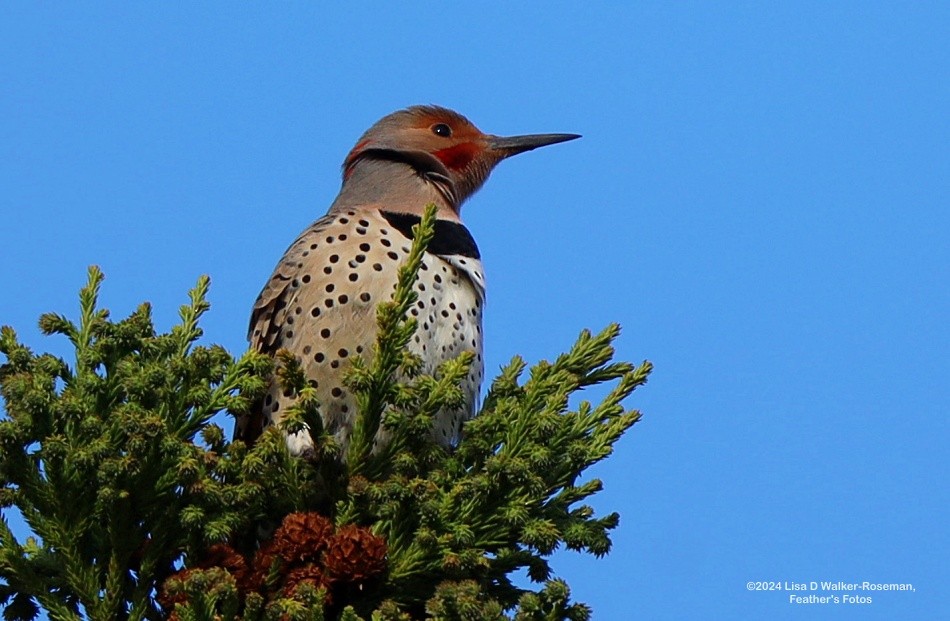 Northern Flicker (Yellow-shafted x Red-shafted) - ML615148879