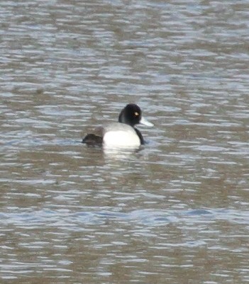 Lesser Scaup - ML615148881