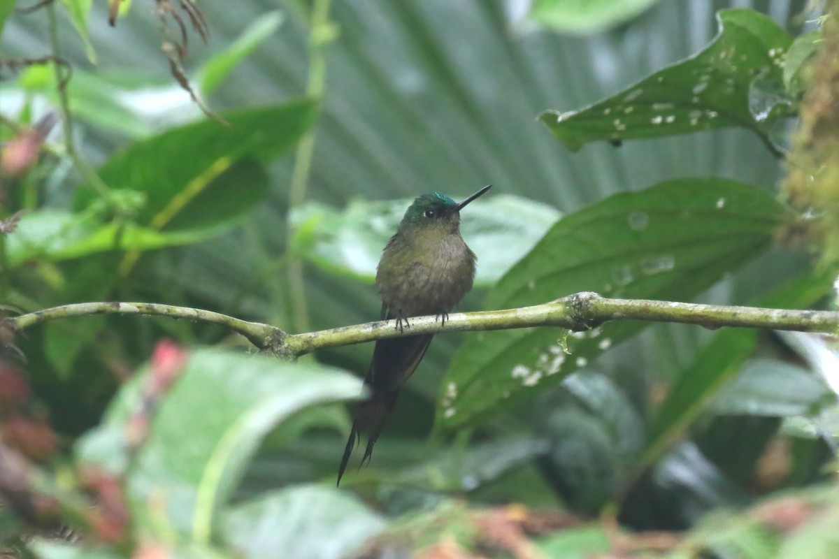Violet-tailed Sylph - ML615148903