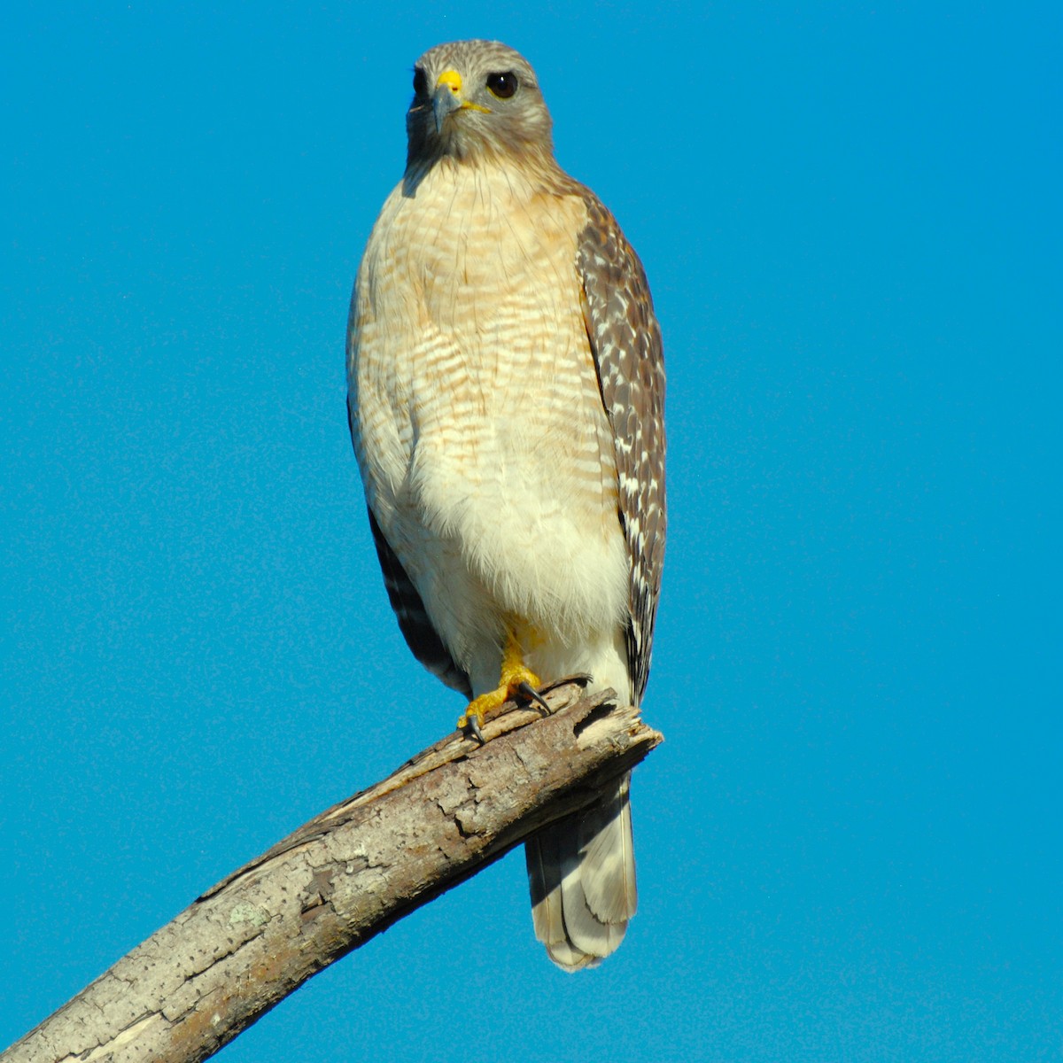 Red-shouldered Hawk - ML615148904