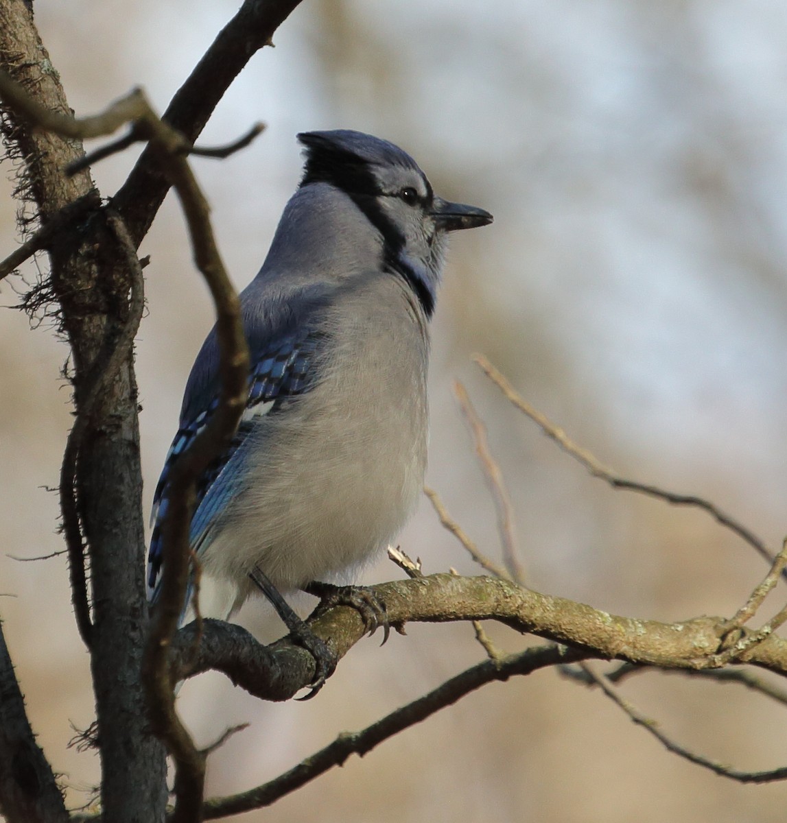 Blue Jay - Roman Lanno